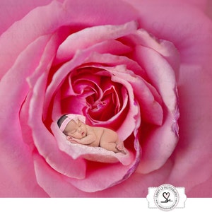 Newborn Digital Backdrop - Pink Rose Petals Background Composite