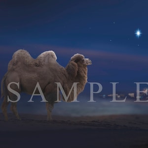 Nativity Digital Backdrop