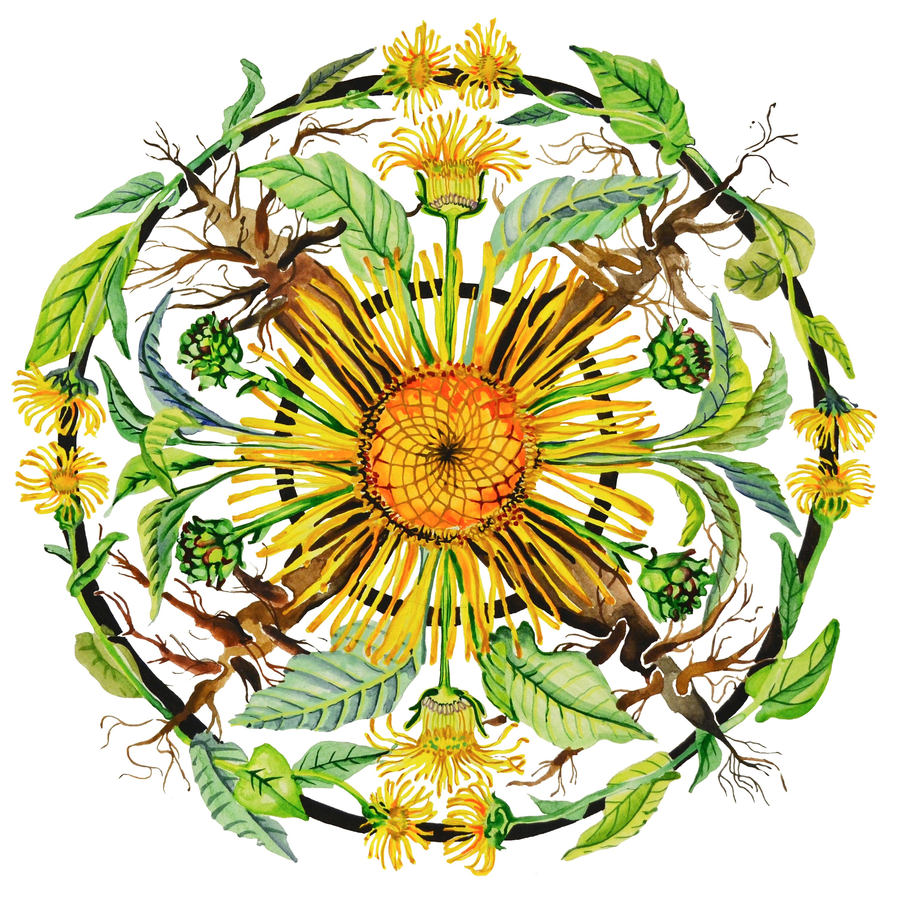 Elecampane Herbal Mandala Plant Flower Watercolor Print Etsy