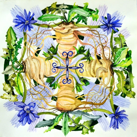Chicorée à Base De Plantes Plante Fleur Mandala Imprimer Aquarelle