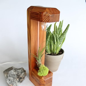 May include: A wooden lamp with a copper pipe and a light bulb. There are two plants in the lamp, one is a succulent and the other is a green moss.