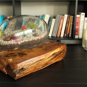 Glass terrarium with natural aged wood base