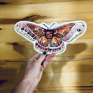 Cecropia Motte Automagnet