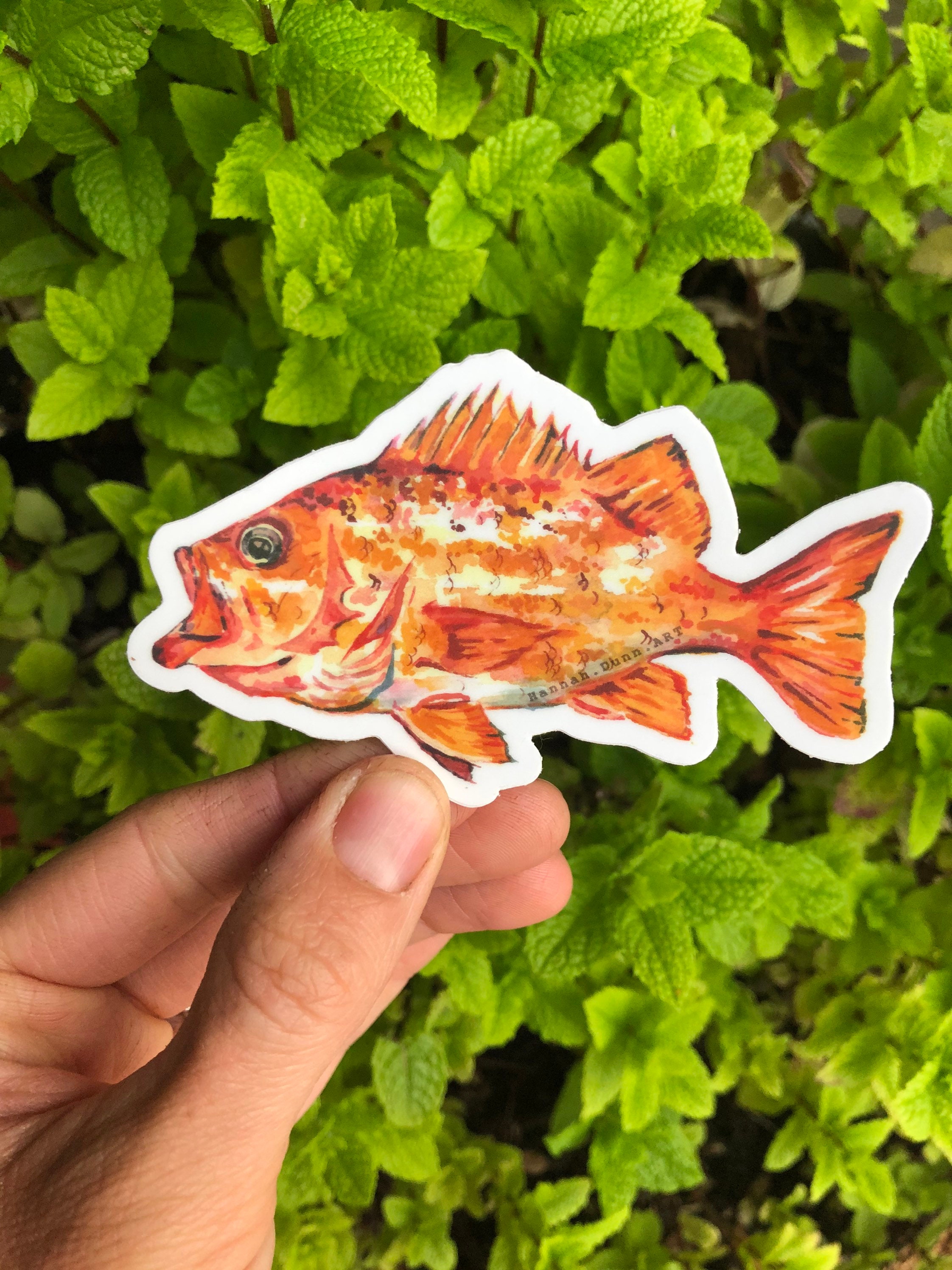 Red Rockfish - Etsy