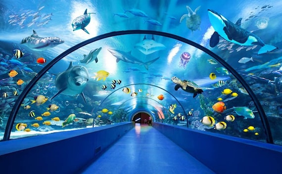 Huge Aquarium ,Dolphins, Fish ,Turtle ,Kids Wallpaper, Modern Wall Decor  ,Underwater World,Vinyl Photo Wallpaper, Large Wall Murals Nursery