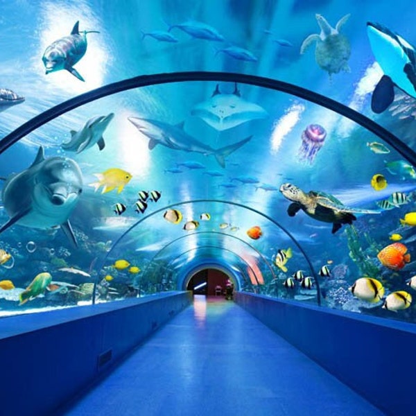 Huge Aquarium ,Dolphins, Fish ,Turtle ,Kids Wallpaper, Modern Wall Decor ,Underwater World,Vinyl Photo Wallpaper, Large Wall Murals Nursery