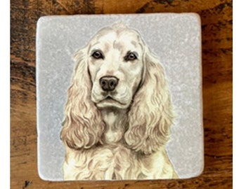 May include: A white and cream colored cocker spaniel dog with long, flowing ears. The dog is looking directly at the camera with a serious expression. The dog is on a gray background.