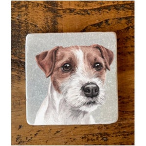 May include: A close-up portrait of a Jack Russell Terrier dog with brown and white fur. The dog has a serious expression and is looking directly at the viewer.