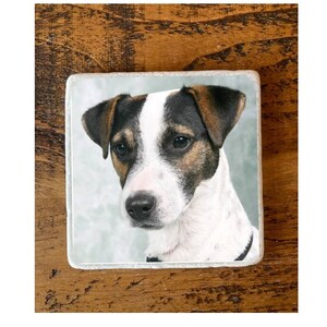 May include: A close-up portrait of a Jack Russell Terrier dog with black and brown markings on a white background.