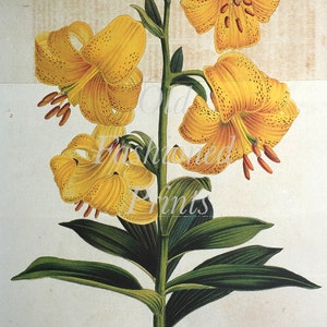 Antique Vintage impression botanique de fleurs de Lys jaunes sauvages