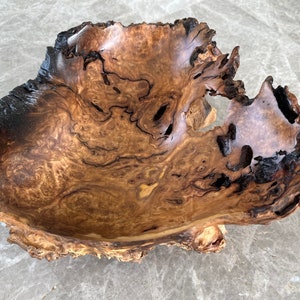 Brown Mallee Burl Driftwood Sculpture With Natural Live Edge
