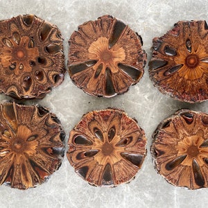 Set of Six Banksia Coasters Jumbo Size
