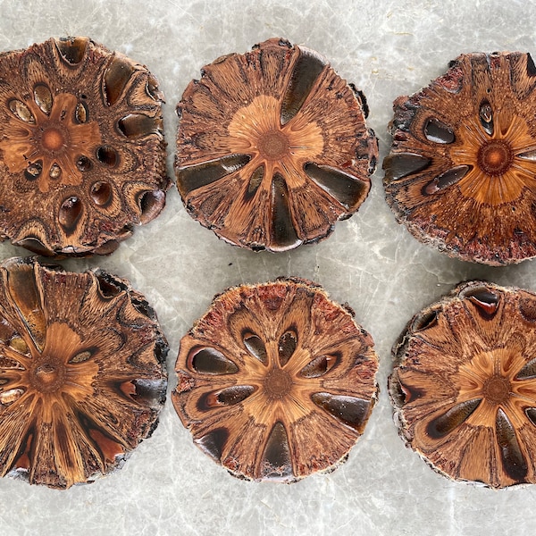 Set of Six Banksia Coasters Jumbo Size