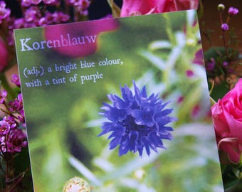Photo carte, carte postale, fleur, floral, bleu, bloemenkaart, fleur de maïs, postkaart, fleurs sauvages, néerlandais, anglais, mots, Postcrossing, d’été