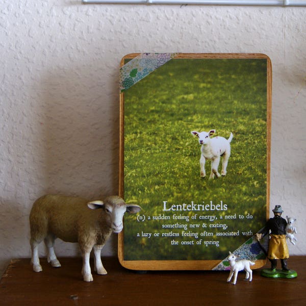 Photo card, animal photography. postcrossing, sheep, lam, spring, springtime, postcard, cards, lente, schaapjes, happy, postkaart, green