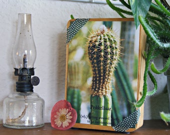 Prikkelbaar, fotokaart, postcrossing, cactuskaart, cactus, plant, kamerplant, sorry kaart, boos, botanisch, kaarten, postkaart, grappig.