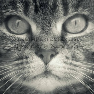 Cheshire Cat, Cat Photography, Black White, Fine Art Photography