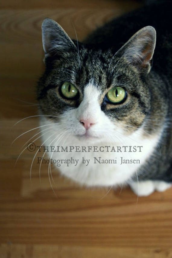 Wall Decoration Fine Art Photography Portrait Cat Photography Cats Wall Art Cat Photo Cat Lover Pet Cat Animal Photography Colour Pet Supplies Pet Portraits Vadel Com Wall Decoration Fine Art Photography Portrait Cat Photography Cats Wall Art Cat Photo Cat Lover Pet Cat Animal Photography Colour Pet Supplies Pet Portraits Vadel Com