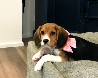 Pink Dog and Kitty Collar with Large Bow