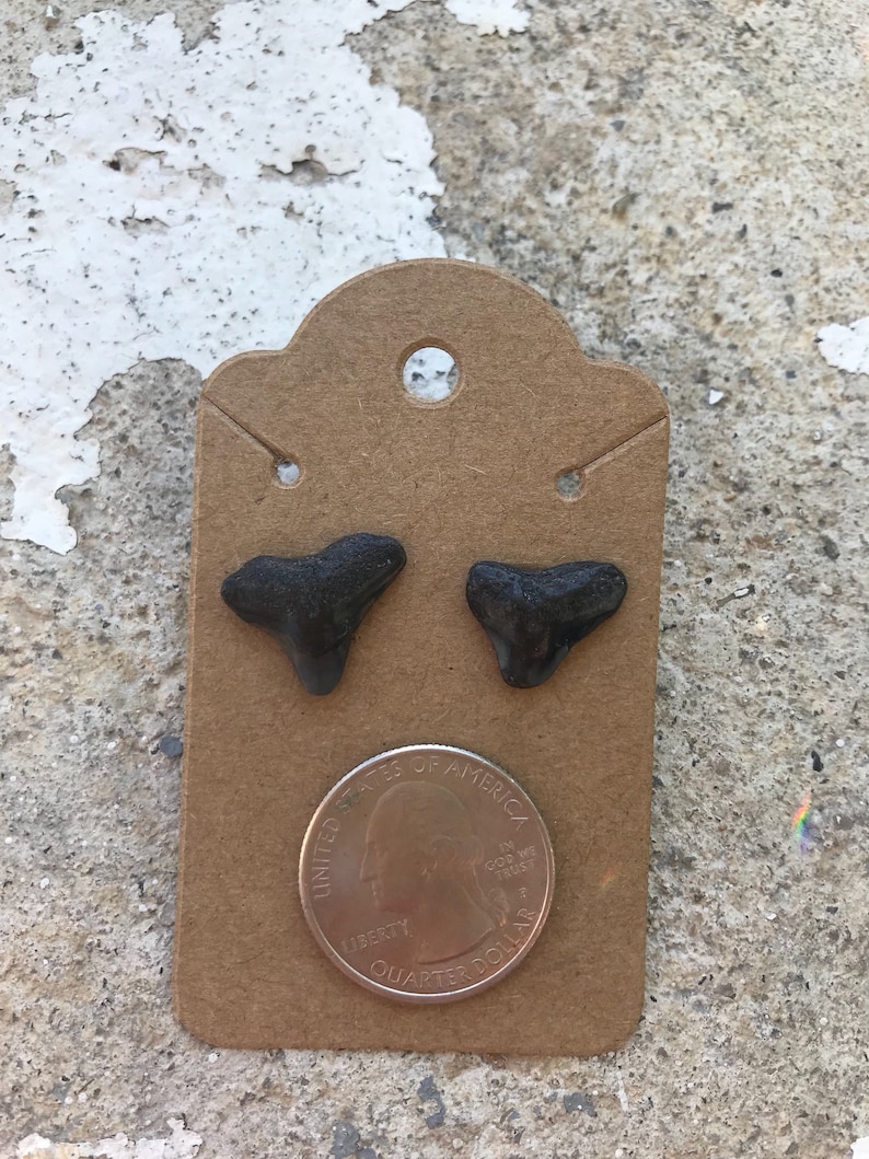 Genuine shark teeth fossilized stud earrings