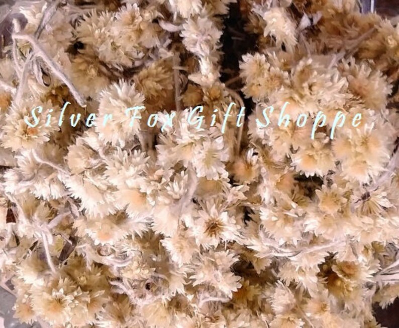 Rabbit Tobacco Dried FLOWERS ONLY All Natural Etsy
