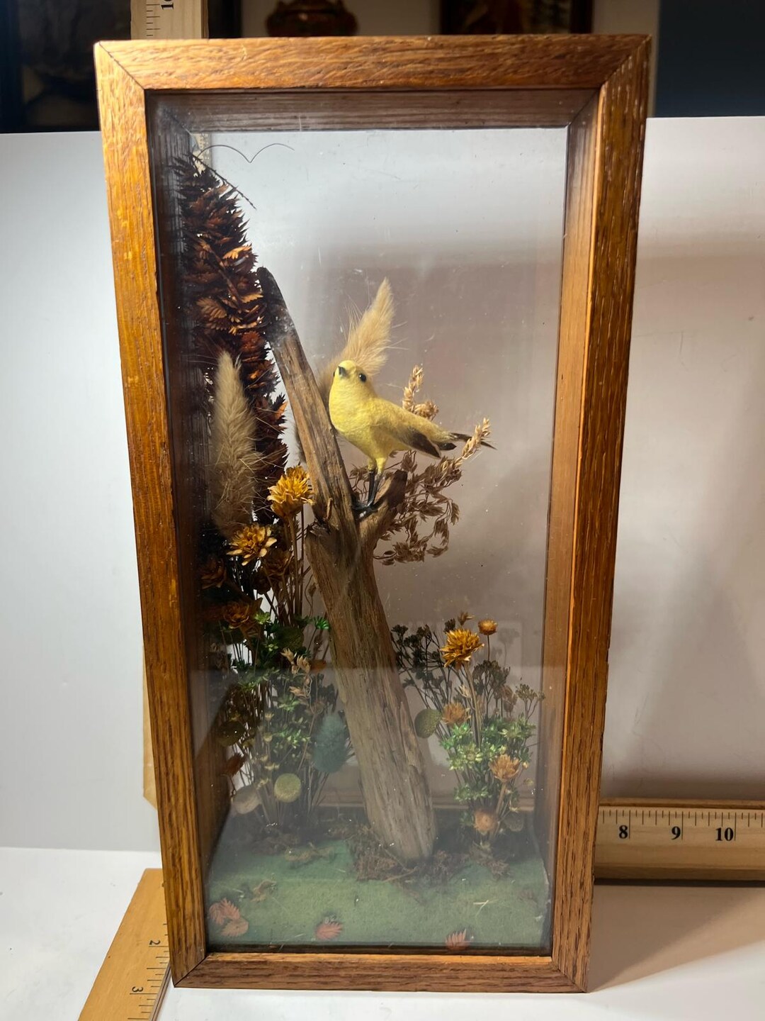 Photo inspiration: Picture Idea: Vintage Taxidermy Yellow Bird Display Case Rustic Woodland Shadow Box