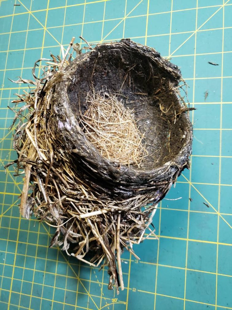 Natural Ground Found Bird's Nest Lacquered for Stability Etsy