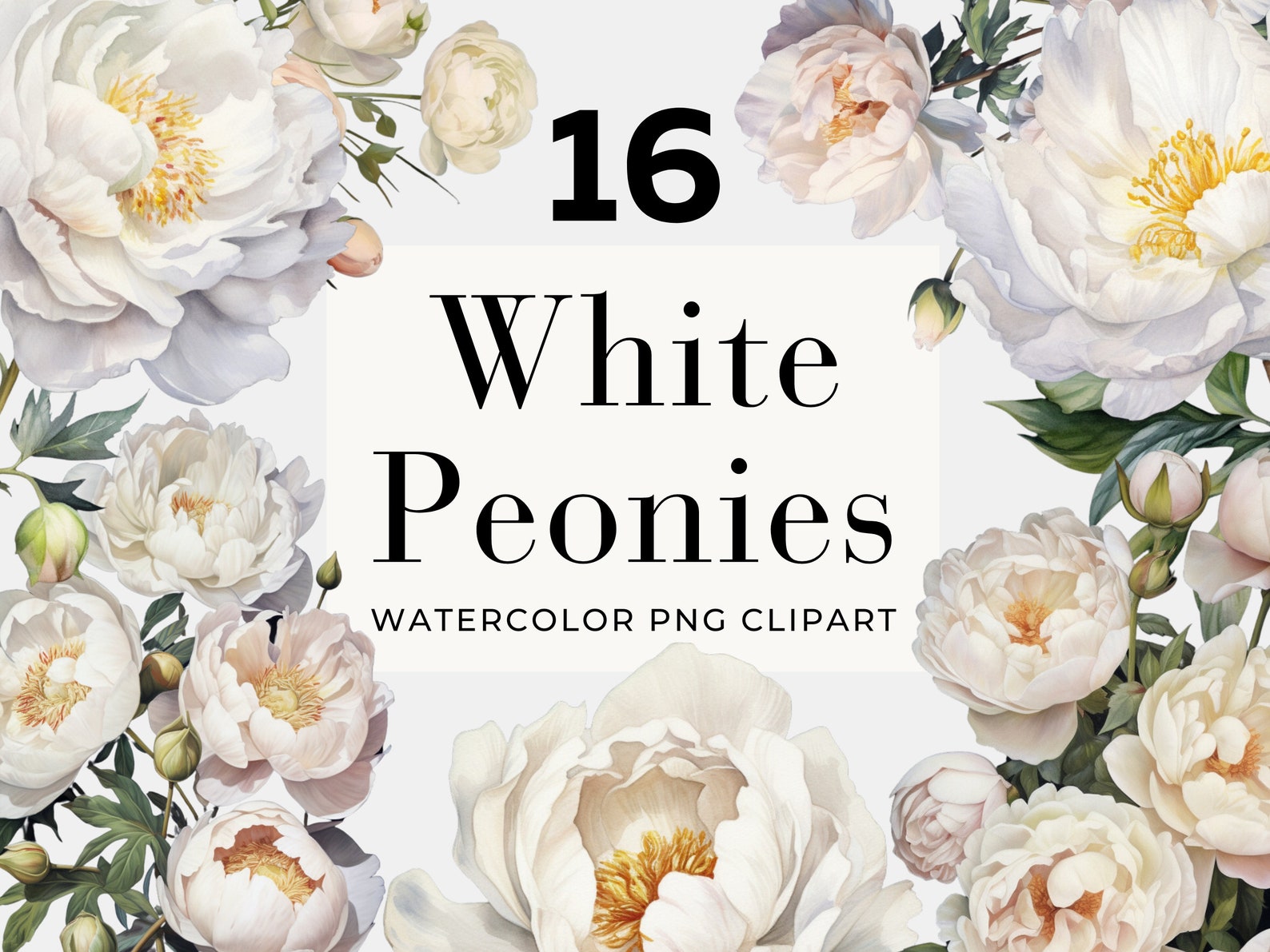 Watercolor White Peonies Clipart, Instant Download, Botanical Clipart ...