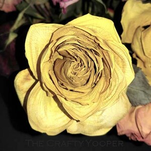 Yellow rose frozen in time, download
