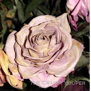 Purple rose frozen in time, download
