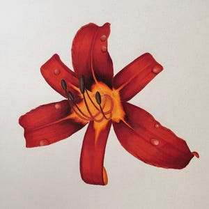 Original red lily drawing, 9x12 inches