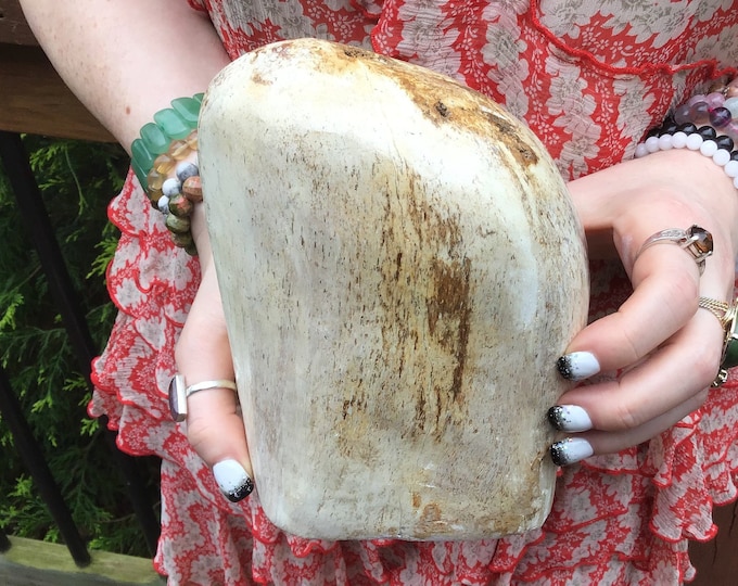 Petrified Wood Large 4 lb. ~ Stunning 7" Tall Collector's Display Piece ~ Mined in The Philippines Millions Of Years Old ~ Fast Shipping