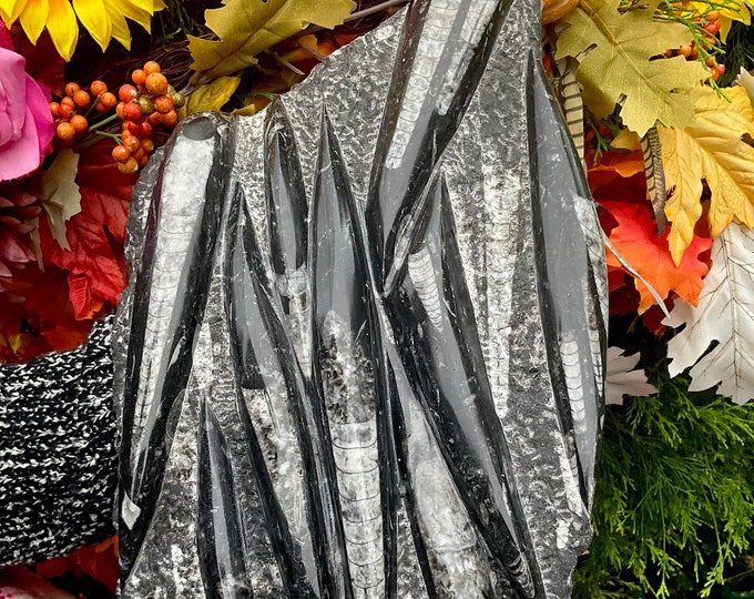 Orthoceras Fossil Polished Crystal Cluster ~ Large 10 Lb. ~ 14" Long ~ Mined in Morocco ~ Fast & Free Shipping from USA + Global Shipping ~