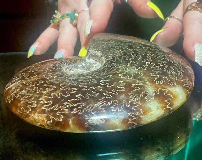 Large Ammonite Fossil Polished Cluster ~ 1 Lb. 6 oz. ~ 6" Long ~ 65 million Years Old ~ Stunning Metaphysical Home Decor ~ Altar Display ~