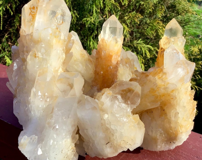Tibetan Golden Healer Elestial Quartz Crystal Cluster ~ Large 5 Lb. ~ 5" Tall ~ Natural Sparkling Gold Points ~ Fast & Free Shipping
