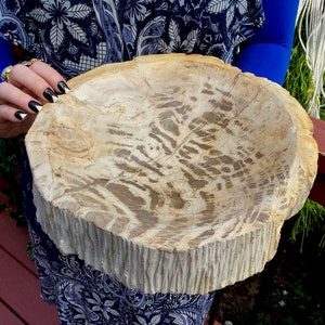 Petrified Wood Jewelry Dish ~ Large 12 lb. 10 oz. ~ 11&quot; Wide ~ Stunning Display from Indonesia ~ Millions of Years Old ~ Fast Shipping