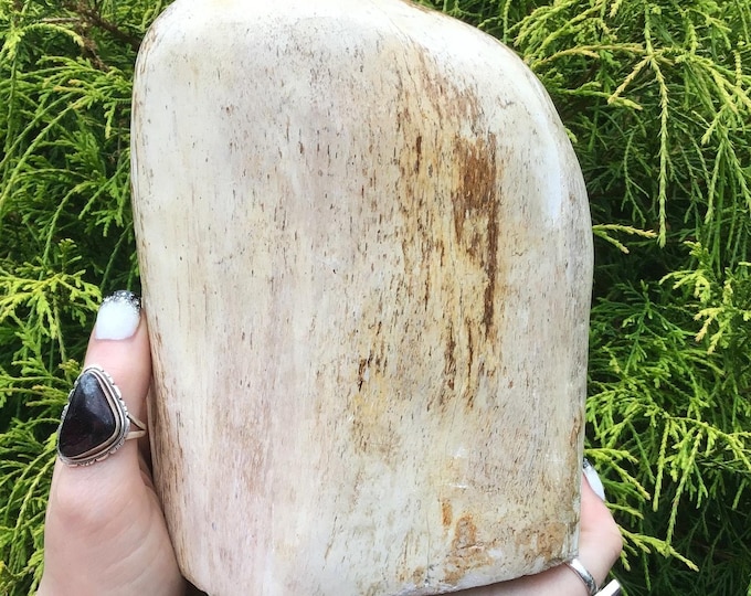 CLEARANCE! ~ Petrified Wood Free Form Large 4 Lb. Free Standing ~ Mined in The Philippines ~ 7" Tall ~