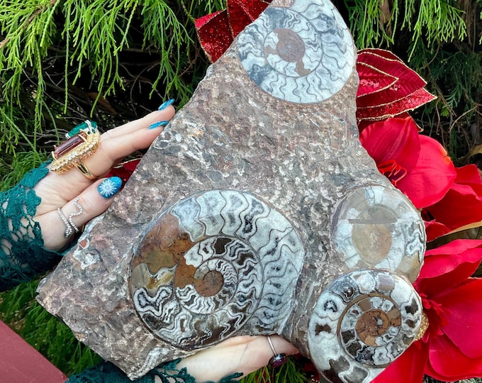 Large Ammonite Fossil Polished Cluster ~ 10 Lb. 8 oz. ~ 12" Long ~ 65 million Years Old ~ Stunning Metaphysical Home Decor ~ Altar Display ~