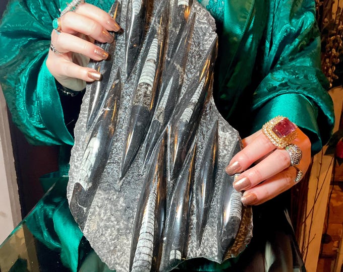 Orthoceras Polished Crystal Fossil Cluster ~ Large 5 Lb. 15 oz.~ 14" Long ~ Mined in Morocco ~ Fast & Free Shipping from USA