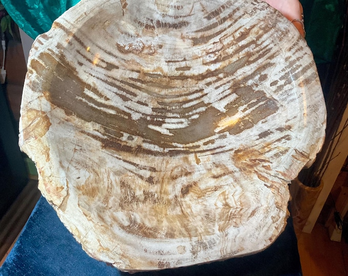 Petrified Wood Jewelry Dish ~ Large 13 lb.~ 11" Wide ~ Stunning Display from Indonesia ~ Millions of Years Old ~ Fast Free Shipping