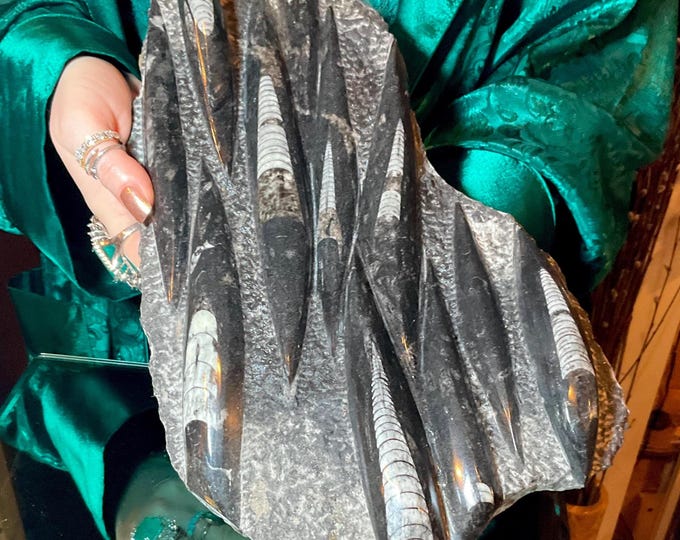 Orthoceras Polished Crystal Fossil Cluster ~ Large 5 Lb. 15 oz.~ 14" Long ~ Mined in Morocco ~ Fast & Free Shipping from USA