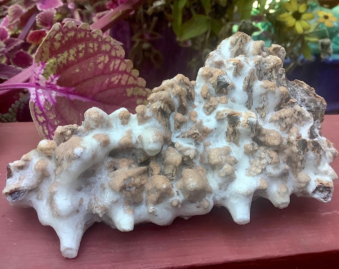 Cave Calcite Crystal Cluster ~ Large 14 oz. ~ 5 1/2" Long ~ Natural Display Mineral on Matrix ~ Sparkling Points
