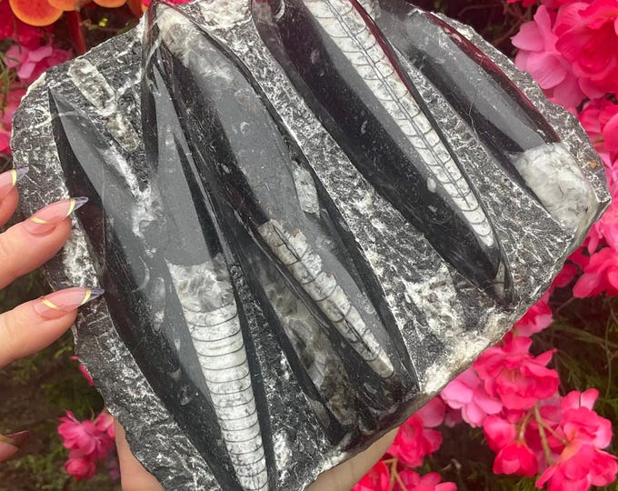 Orthoceras Polished Fossil Cluster ~ Large 3 Lb. 10 oz. ~ 14" Long ~ Mined in Morocco ~ Natural Home Decor ~ Fast & Free Shipping