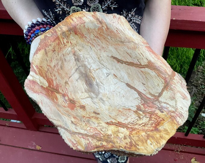Petrified Wood Jewelry Dish ~ Large 15 lb. 15 oz. ~ 12" Wide ~ Stunning Display from Indonesia ~ Millions of Years Old ~ Fast Free Shipping