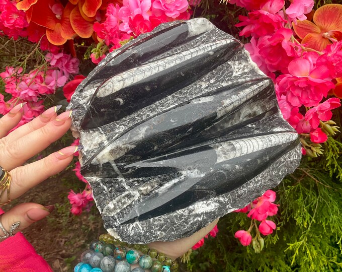 Orthoceras Polished Fossil Cluster ~Large 3 Lb. 10 oz. ~ 14" Long ~ Mined in Morocco ~ Natural Home Decor ~ Fast & Free Shipping from U.S.A.