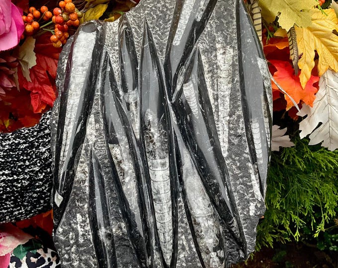 Orthoceras Polished Crystal Fossil Cluster ~ Large 10 Lb. ~ 14" Long ~ Mined in Morocco ~ Fast & Free Shipping from USA