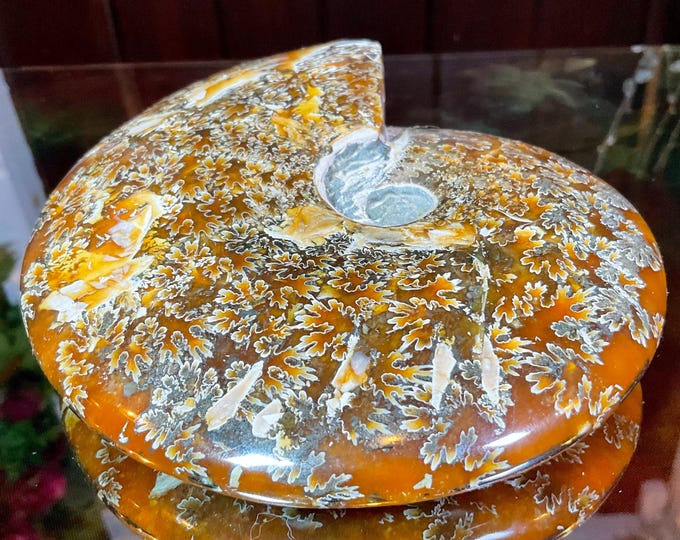 Large Ammonite Fossil Polished Cluster ~ 1 Lb. 8 oz. ~ 6" Long ~ 65 million Years Old ~ Stunning Metaphysical Home Decor ~ Altar Display ~