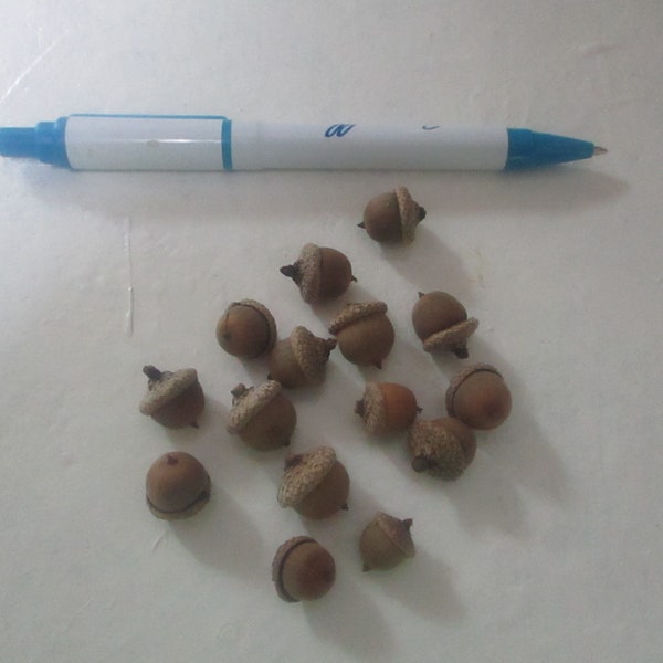 Miniature lot of real acorns for mini designs and displays