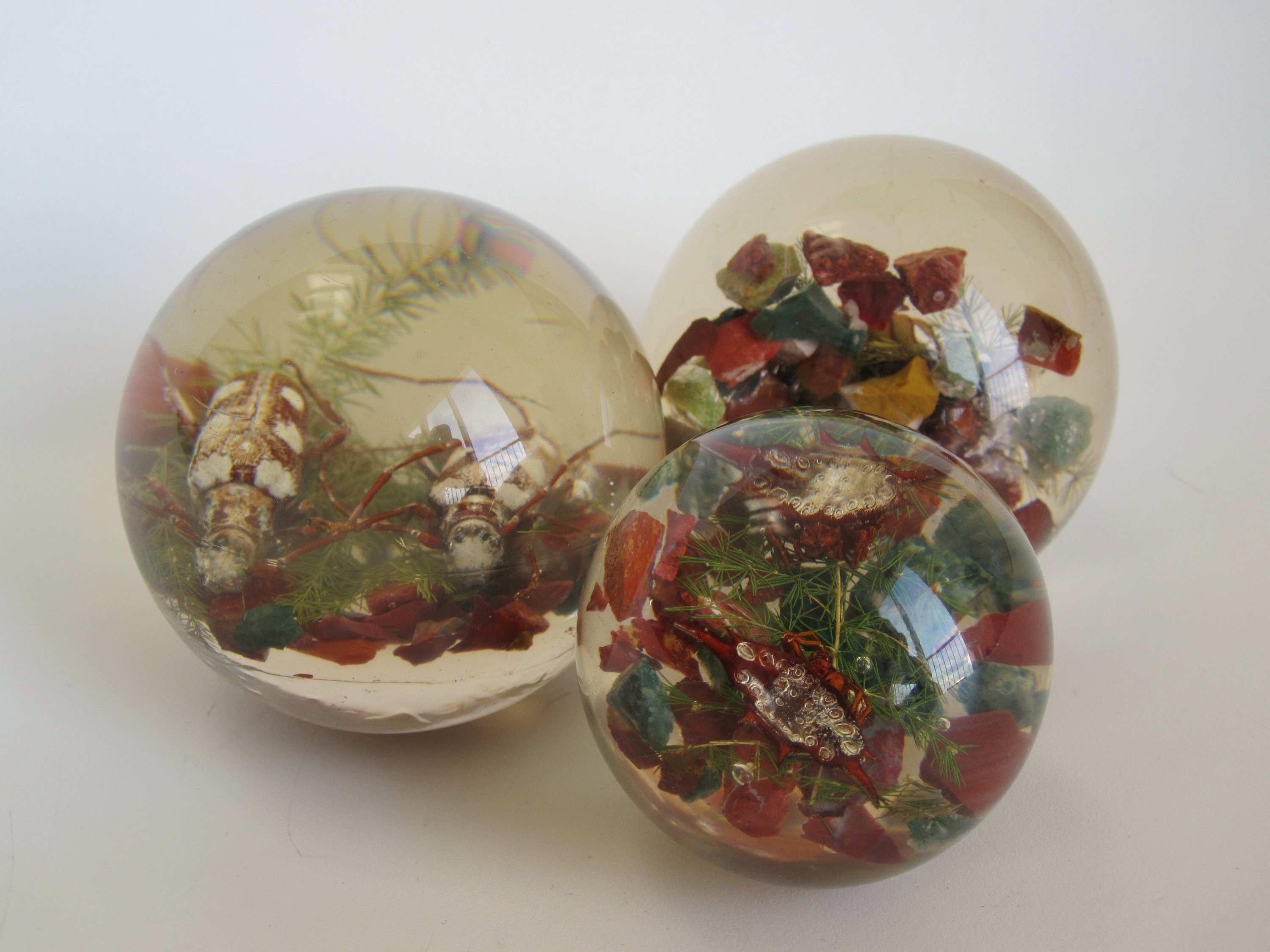 Pierre Giraudon Style 3 Sphéres en Lucite à Inclusions d'insectes Des Années 70, Cabinet de Curiosit