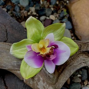 Tropical Hawaiian Orchids, Lime Green,  Purple Hair Clip